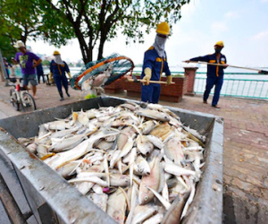 Hà Nội tìm nguyên nhân lần đầu tiên cá nổi trắng mặt hồ Tây
