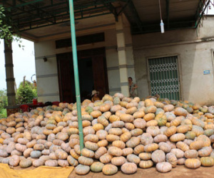 Giá bí đỏ "rớt thảm" còn 500 đồng/kg, nông dân không buồn thu hoạch