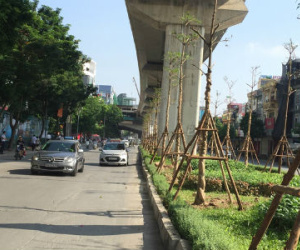 Giám đốc Cty cây xanh lên tiếng về việc trồng cây dưới đường sắt đô thị