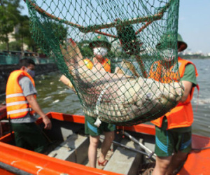 Hà Nội vớt hơn 60 tấn cá chết ở Hồ Tây trong 3 ngày