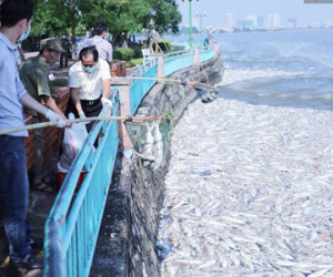 Ngày 3/10: Cá chết nổi ngày càng nhiều ở hồ Tây, đang tiếp tục bơm oxy, sục khí