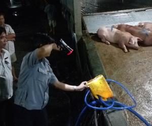 Bắt tại trận cơ sở bơm thức ăn vào heo