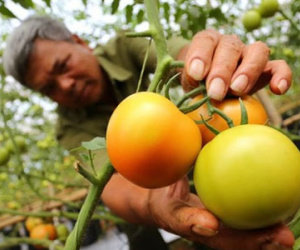 Giá cà chua tăng gấp 3 lần vì dịch bệnh hoành hành
