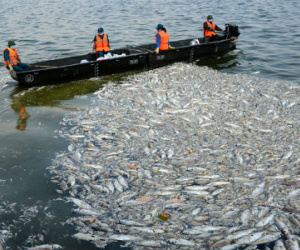 Bộ Công an đang điều tra vụ cá chết tại hồ Tây