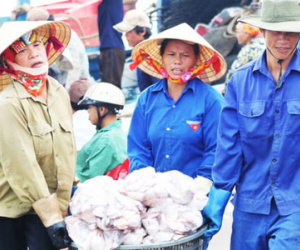 Hơn 1.400 tấn hải sản đông lạnh ở Cửa Lò chưa bán được