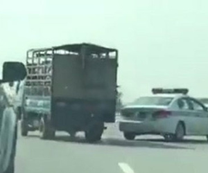 Lái xe chở lợn bỏ chạy đánh võng trên cao tốc Hà Nội - Lào Cai