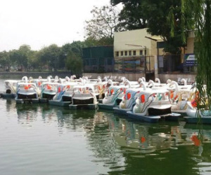 Nữ giáo viên thuê thuyền thiên nga ra giữa hồ tự tử