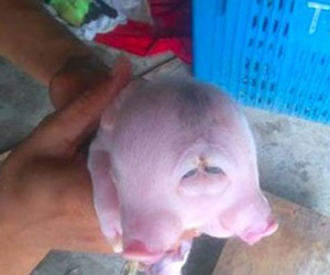 Xôn xao "quái vật" lợn hai đầu ở Nghệ An
