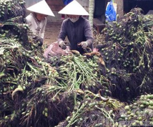 Đổ xô đi mua cau non bán qua Trung Quốc làm kẹo cau