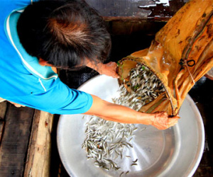 Đặc sản miền Tây khan hiếm vì lũ không về