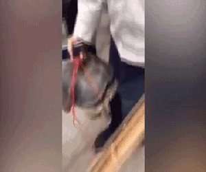 Đùa với ninja rùa, người đàn ông bị cắn trúng "bộ ấm chén"