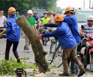 Hà Nội: Đại di dời cây xanh phố Kim Mã