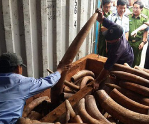Vì đâu "tắc" hàng loạt vụ án liên quan động vật hoang dã