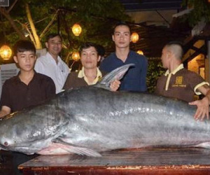 Cá tra nặng 200kg được nhà hàng ở Đà Nẵng mua với giá 400 triệu