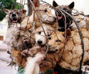 Số 2 thế giới: Người Việt ăn thịt 5 triệu con chó mỗi năm