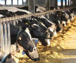 Hiếm có Việt Nam: Thị trấn 600 tỷ phú, lái ôtô dạo thăm bò