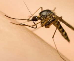 Phát hiện virút Zika trong muỗi vằn tự nhiên ở Nha Trang