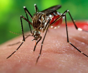 Thêm 2 phụ nữ TP HCM nhiễm virus Zika