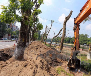 Hà Nội: Hàng cây cổ thụ phố Kim Mã được di dời khỏi nội đô