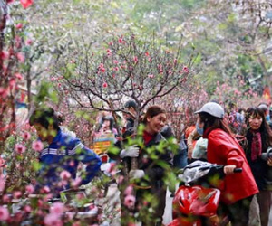 Hai phương án nghỉ Tết Âm lịch 2017