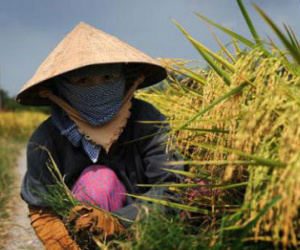 Nông dân Việt Nam có thu nhập bình quân 45 triệu đồng sau 5 năm