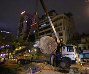 Công nhân trắng đêm di dời hàng cây xà cừ trên đường Kim Mã