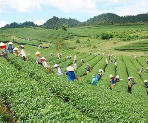 Mộc Châu - trung tâm du lịch vùng Tây Bắc