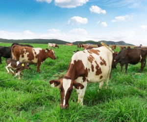 Trang trại bò sữa Organic theo tiêu chuẩn Châu Âu đầu tiên tại Việt Nam của Vinamilk