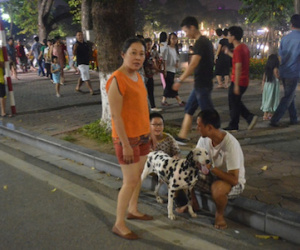 Hà Nội cấm chó không rọ mõm vào phố đi bộ quanh Hồ Gươm