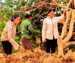 Dân khóc ròng nhìn hàng trăm ha bưởi bật gốc sau lũ