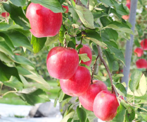 Vườn táo Nhật chín đỏ mùa thu