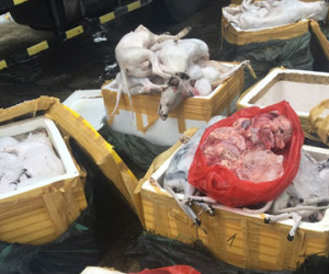 Gần 700 kg thịt chó mèo bốc mùi chuẩn bị vào nhà hàng