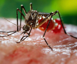 Một trẻ 4 tuổi ở Long An nhiễm virus Zika