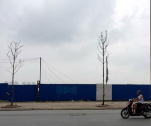 Cây Hà Nội mới trồng chết khô hàng loạt