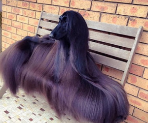 Chú chó nổi tiếng vì lông dài lượt thượt như suối tóc
