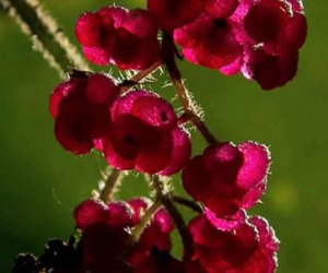 Kinh dị loài cây chỉ cần chạm nhẹ là đau đến nỗi muốn tìm cái chết để được giải thoát