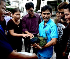 Chim khổng tước lạc vào nhà dân ở Sài Gòn kiệt sức vì đói