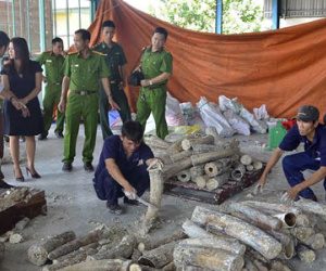 Ngà voi giá 40 tỷ trong ruột gỗ cập cảng ở Sài Gòn