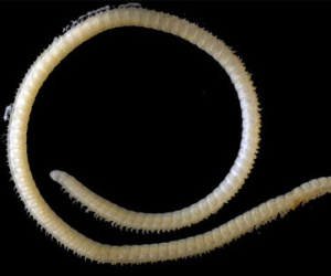 Phát hiện loài vật có 4 “của quý”, 200 tuyến độc