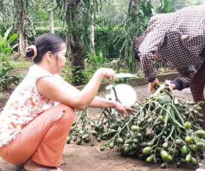 Quảng Trị: “Mua 1 bán 3”, nhà nhà buôn cau