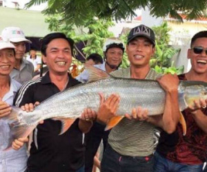 "Thủy quái sông Đà" mắc câu người dân ở Hải Phòng