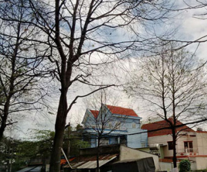 TP.HCM: Sâu bằng ngón tay ăn trụi lá cả loạt cây, dân sợ hãi