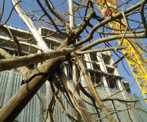Chùm ảnh: Cây xanh mới trồng chết khô trên đường Hà Nội