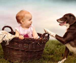 Vừa đưa chó về nhà nuôi, bé bốn tuổi bị cắn chết