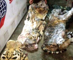 Bất ngờ kiểm tra tủ lạnh hộ nghèo, phát hiện 2 cá thể hổ