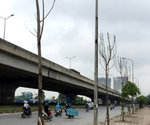Hà Nội: Đề nghị "cấm cửa" nhà thầu trồng cây chết khô