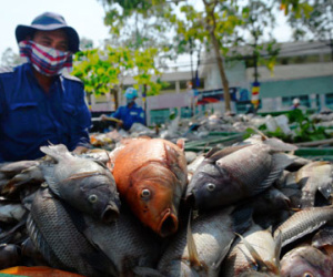 Quá nhiều cá rô phi trên kênh Nhiêu Lộc - Thị Nghè