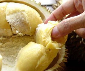 Sầu riêng và sữa - Sự kết hợp độc không thua nọc rắn?