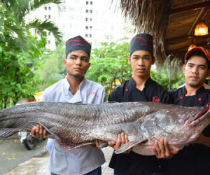 Tận thấy cá “khủng”, phải 3 người khiêng ở Sài Gòn