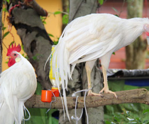 Trào lưu kinh doanh gà độc, lạ cho năm Đinh Dậu